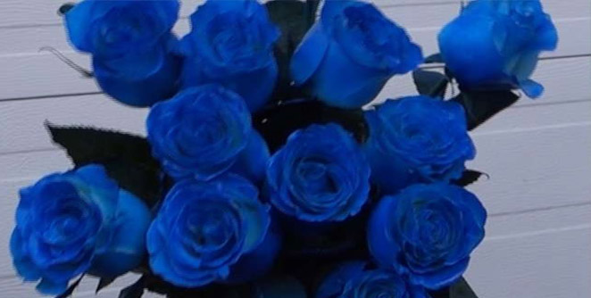 blue-rose