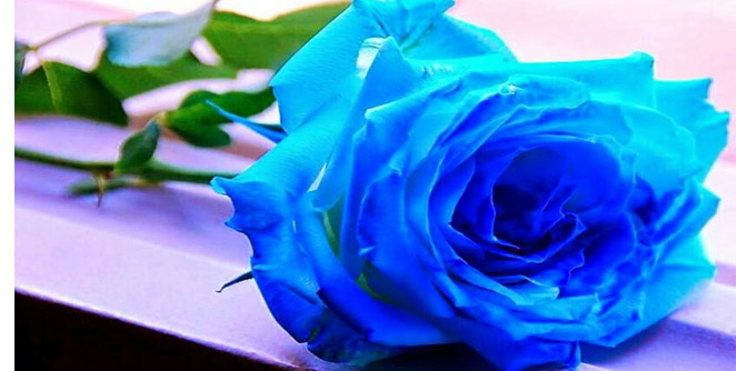 rose