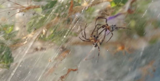 spider