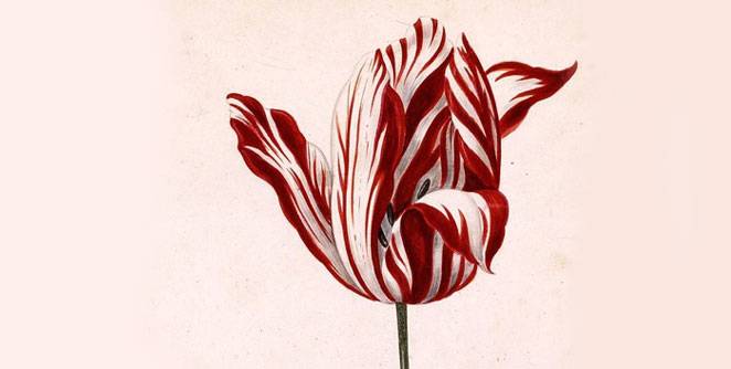 tulip