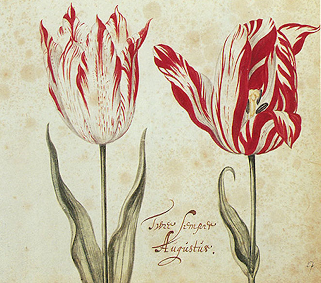 tulip1