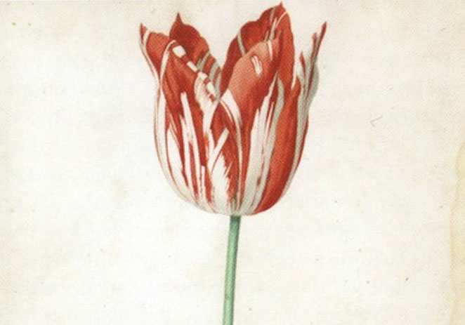 tulip2