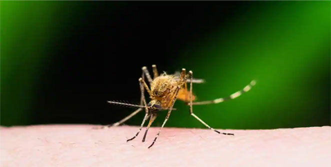 zika2