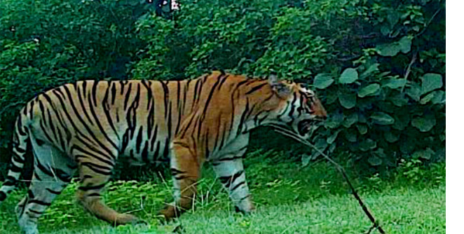 avani