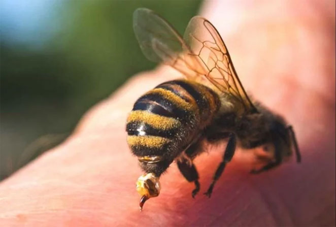 bee2