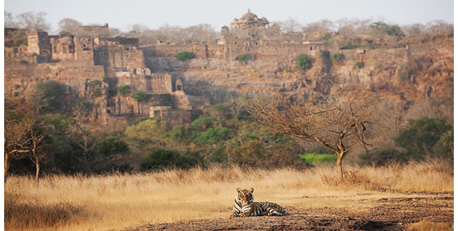 ranthambore