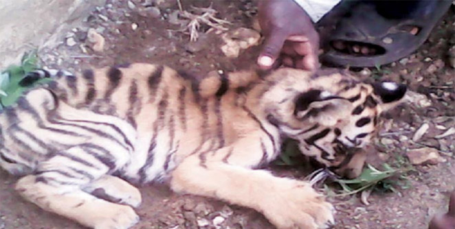 tiger