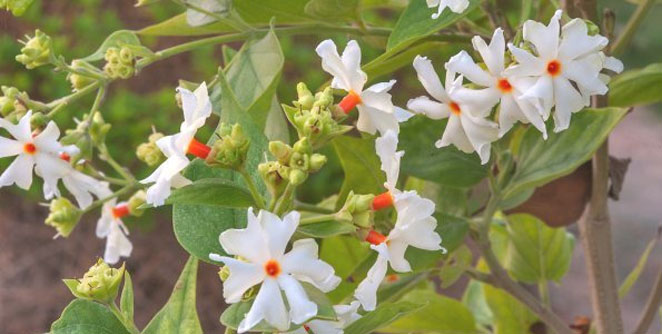jasmin