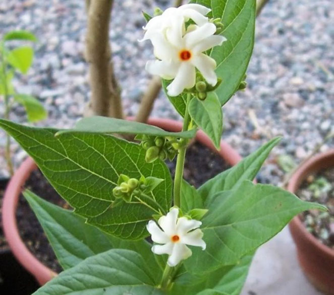 jasmin1