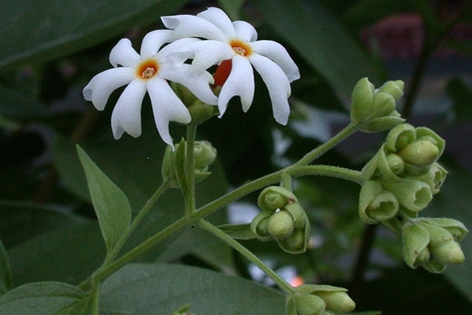 jasmin2