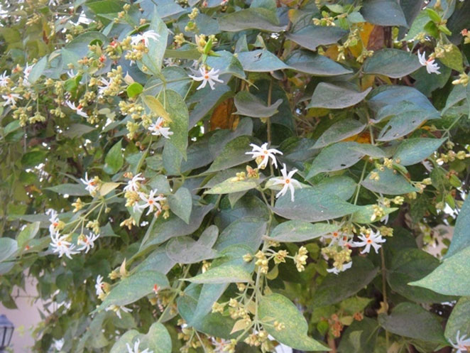 jasmin3