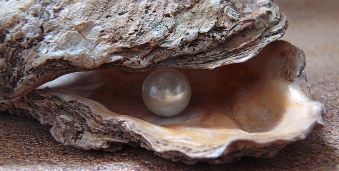 oyster