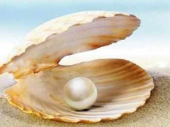 oyster1
