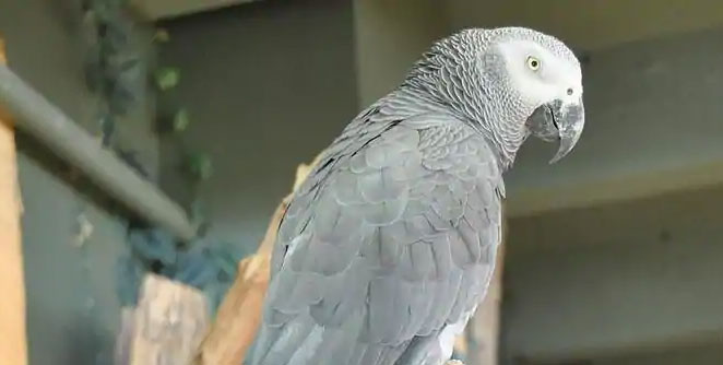 parrot