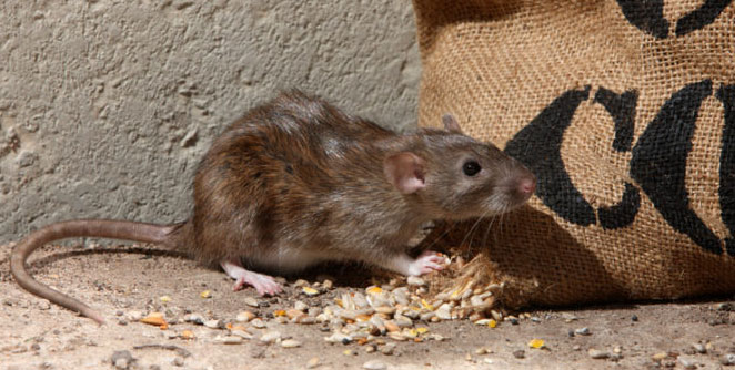 rat