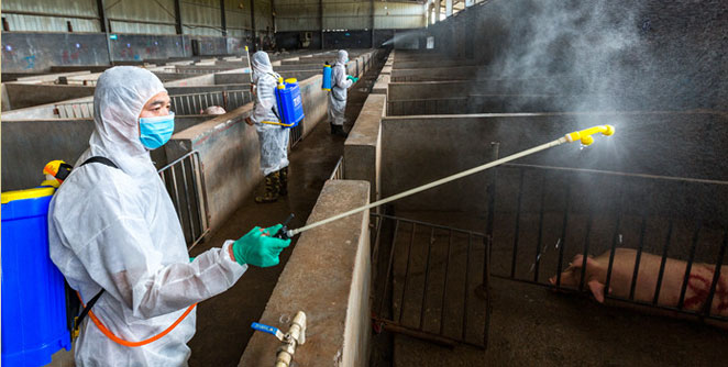 Swine-Virus