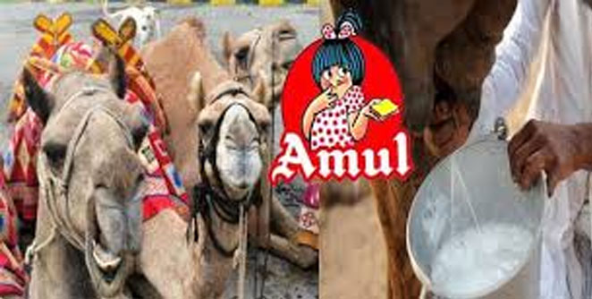 अमूलने आणले उंटीणीचे दूध - Majha Paper