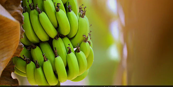 banana1