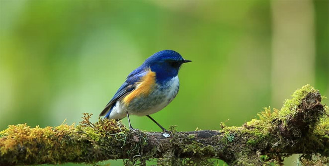 bluebird