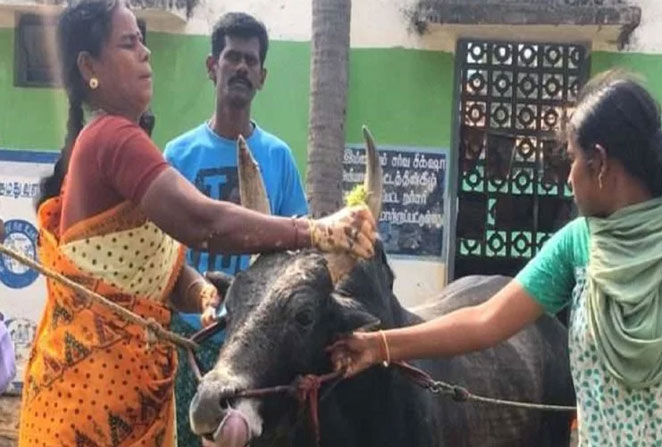 bull2