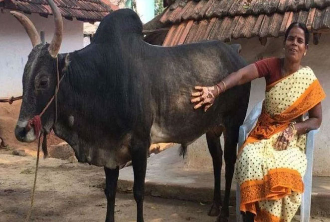 bull3