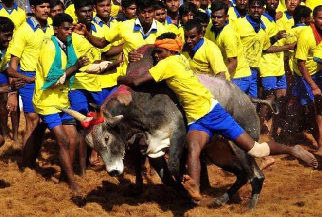 bull4