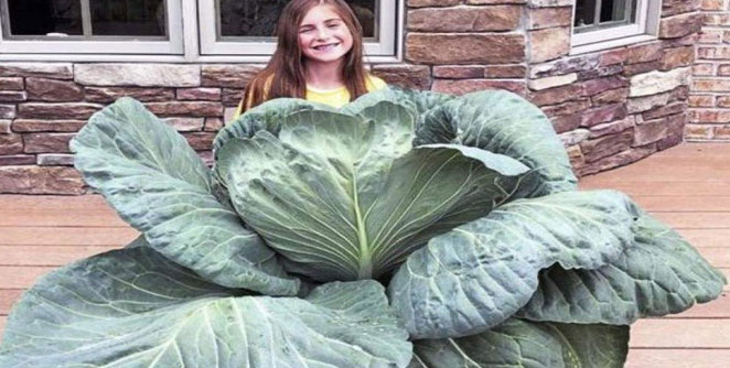 cabbage