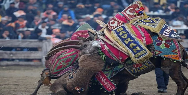 camel1