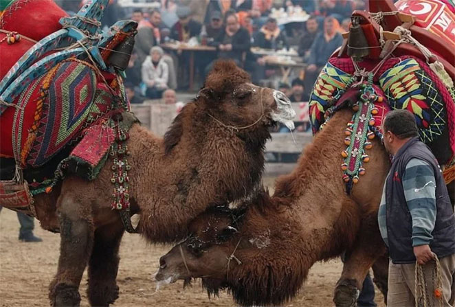 camel2