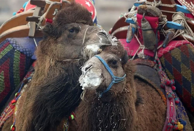 camel3