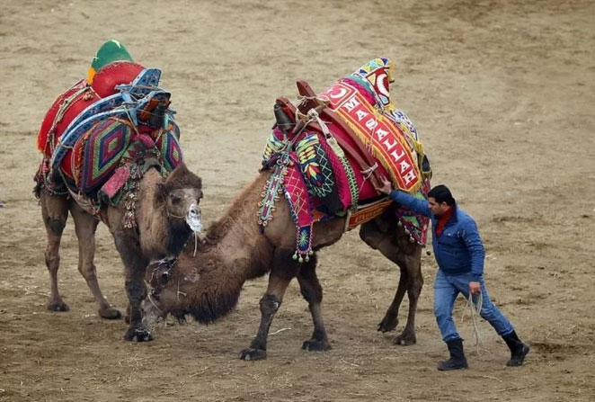 camel5