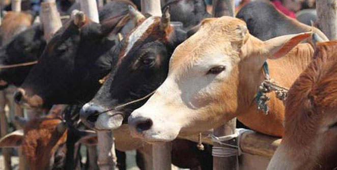 cow
