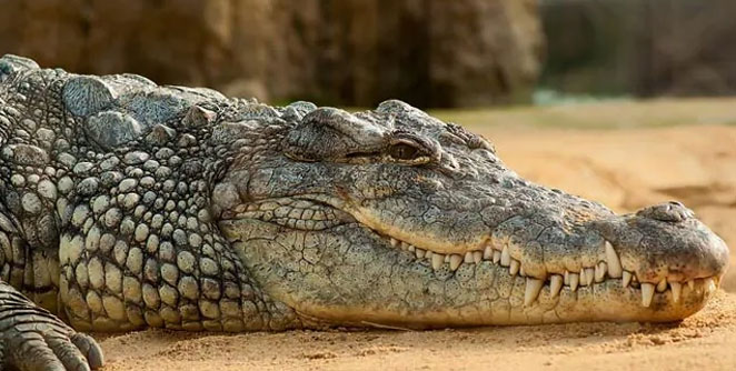 crocodile