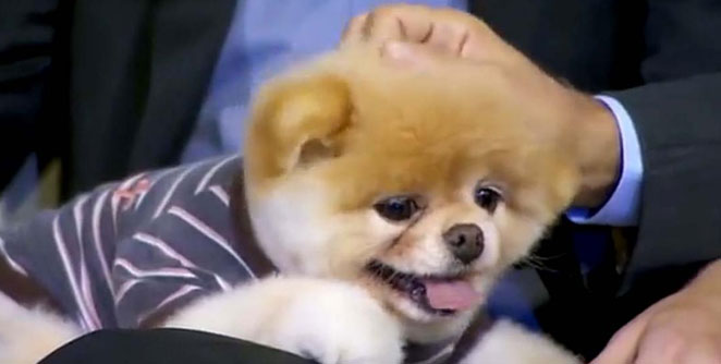 dog