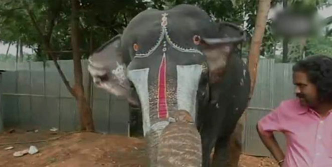 elephant