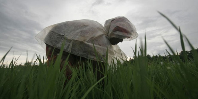 farmer