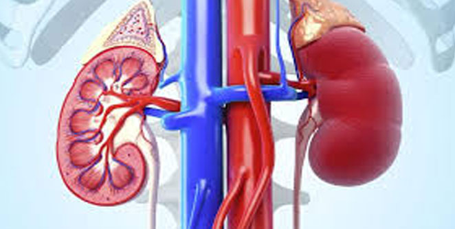 kidney2