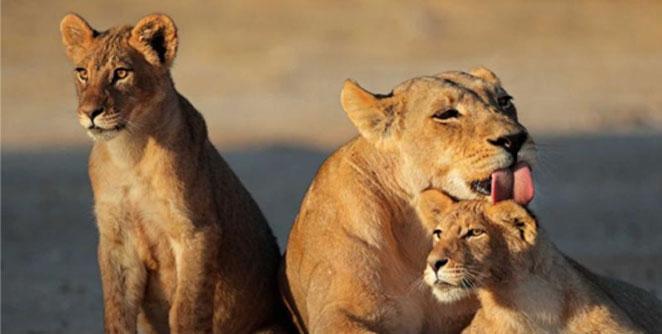 lioness