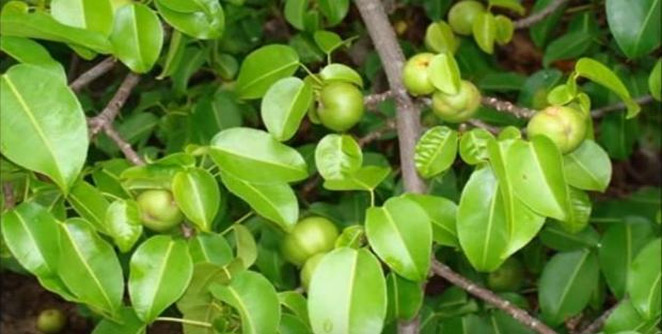 manchineel