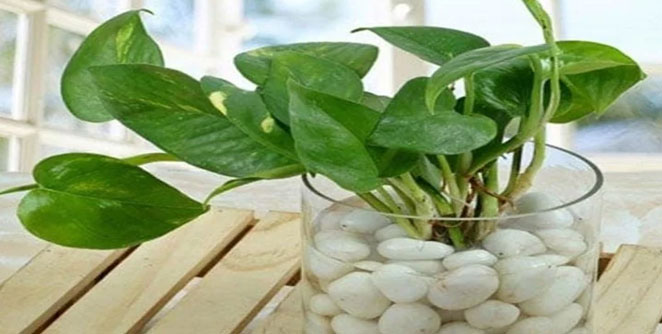 money-plant
