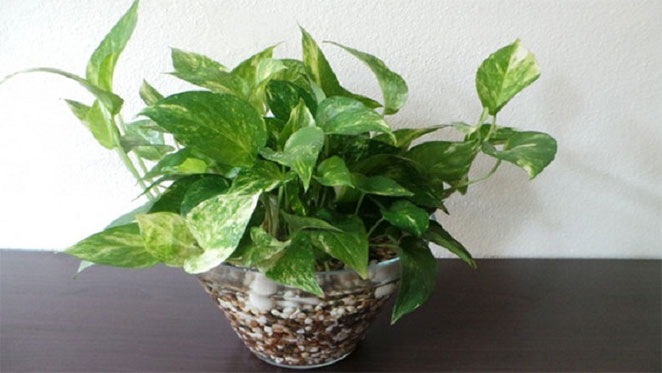 money-plant1