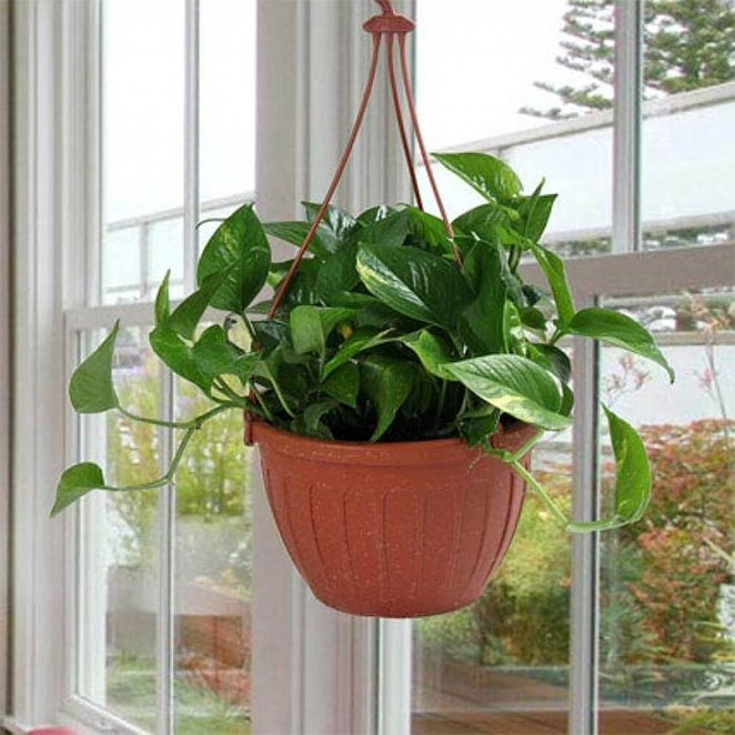 money-plant2