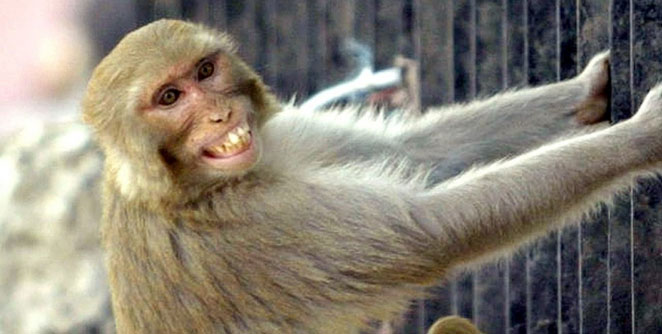 monkey