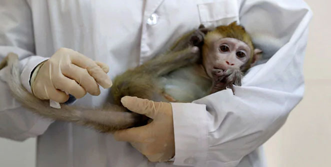 monkey