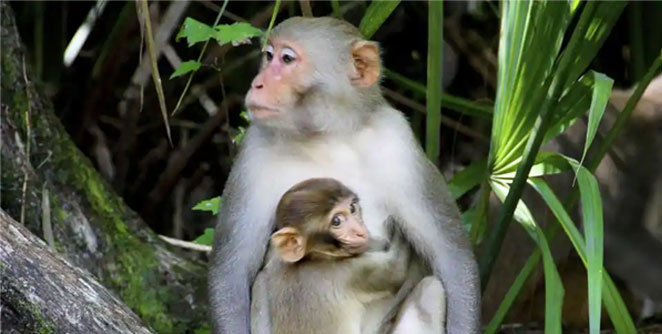 monkey