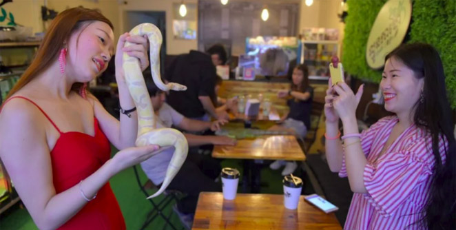 reptile