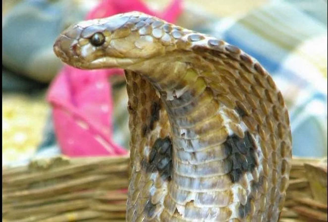 snake2