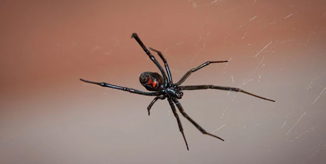 spider