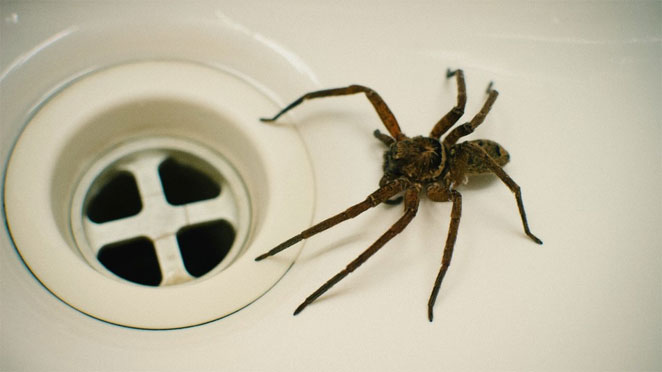 spider1