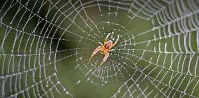 spider2